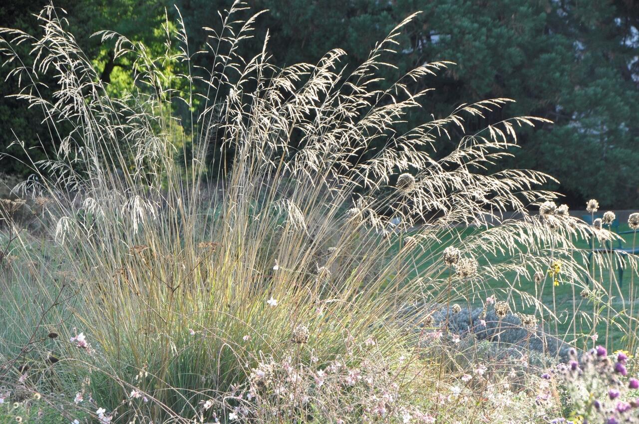 Kõrge stepirohi (Stipa splendens) Anu Aed
